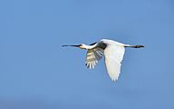 Eurasian spoonbill (Platalea leucorodia)